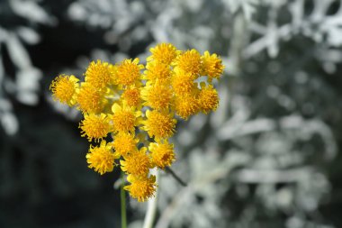Gümüş sarısı - Latince adı - Jacobaea maritima (Senecio cineraria)