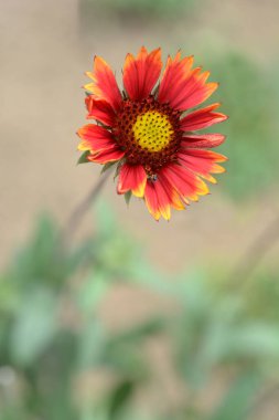 Battaniye çiçeği - Latince adı - Gaillardia melezleri
