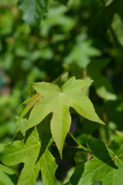Amerikan tatlandırıcı yaprakları - Latince adı - Liquidambar styraciflua