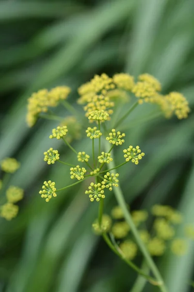 Kwiaty Kopru Pospolitego Nazwa Łacińska Foeniculum Vulgare — Zdjęcie stockowe