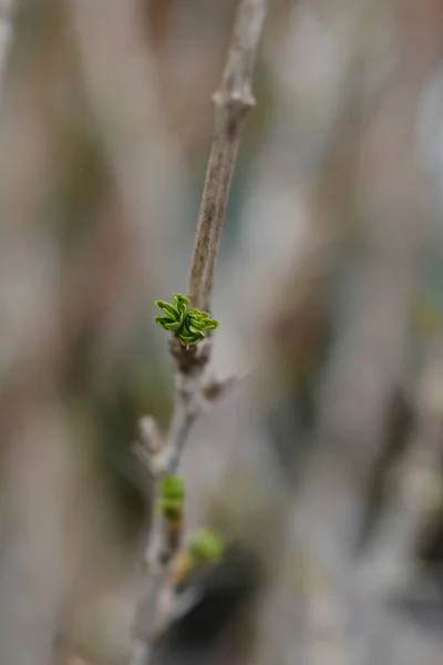 Gooseberry Hinnomaki Green Leaves Latin Name Ribes Uva Crispa Hinnomaki — Stock Photo, Image