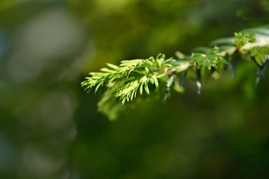 Irish Yew yaprakları - Latince adı - Taxus baccata
