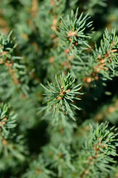 Abeto Blanco Alberta Globe Nombre Latino Picea Glauca Alberta Globe — Foto de Stock