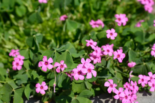 Pembe Tahta Doru Latince Adı Oxalis Articulata — Stok fotoğraf