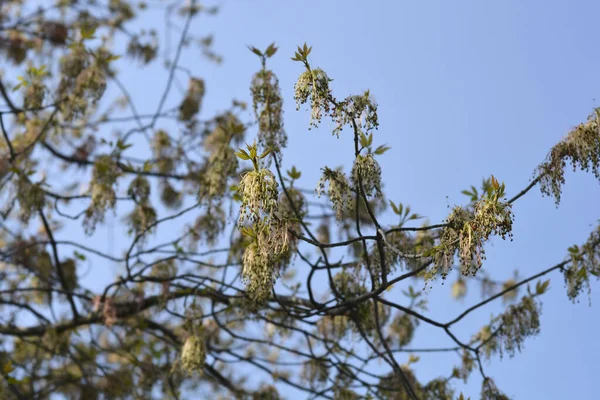 Érable Boxelder Nom Latin Acer Negundo — Photo