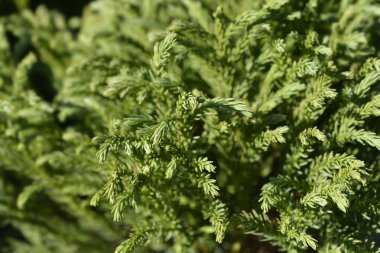 Japon sedir ağacı Globosa Nana - Latince adı - Cryptomeria japonica Globosa Nana
