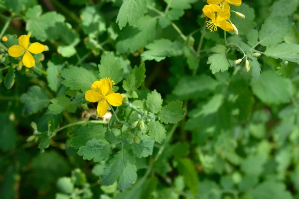 Greater Celandine Λατινική Ονομασία Chelidonium Majus — Φωτογραφία Αρχείου