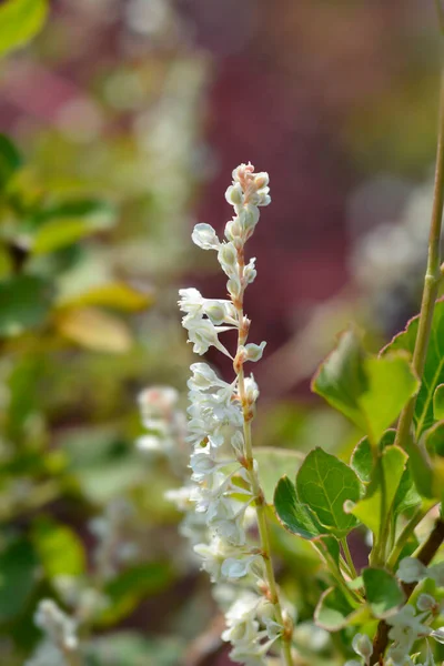 Silver Lace Vine White Flower Latin Name Fallopia Aubertii — Stock Photo, Image