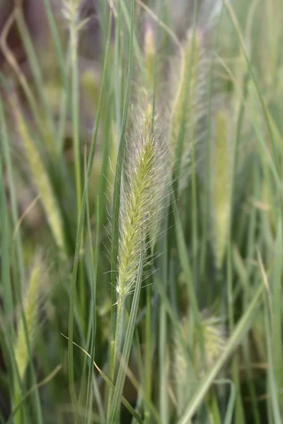 Cenchrus alopecuroides Stock Photos, Royalty Free Cenchrus