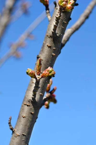 Japán Virágcseresznye Kanzan Virágbimbók Latin Név Prunus Serrulata Kanzan — Stock Fotó