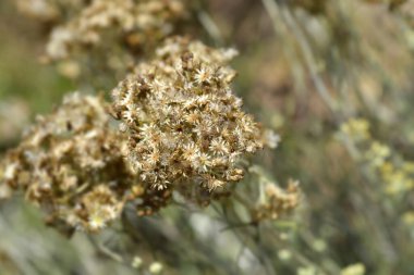 İtalyan ebedi tohumları - Latince adı - Helichrysum italicum