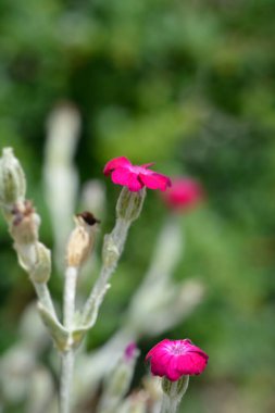 Gül çiçeği - Latince adı - Silene coronaria (Lychnis coronaria)