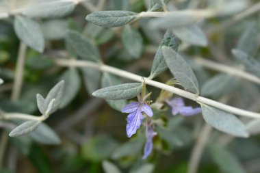 Ağaç Almancası - Latince adı - Teucrium fruticans