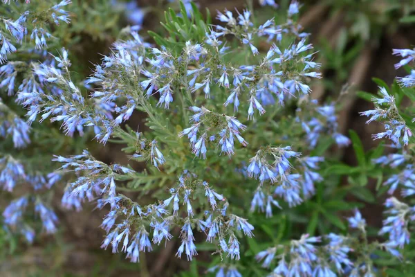 Balkan Endemic Blue Flowers Latin Name Moltkia Petraea — Stock Photo, Image