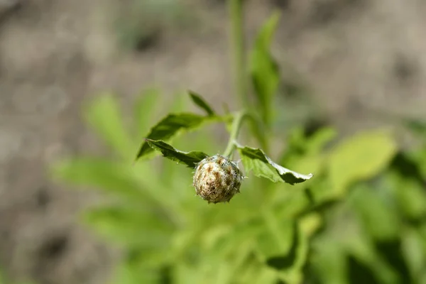 Bourgeon Fleur Rose Bouton Célibataire Nom Latin Centaurea Pulcherrima — Photo