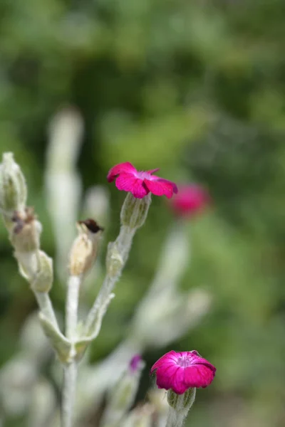 Ruusu Campion Kukka Latinalainen Nimi Silene Coronaria Lychnis Coronaria — kuvapankkivalokuva