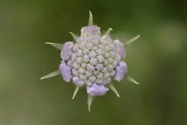 Flor Almofada Branca Nome Latino Scabiosa Caucasica — Fotografia de Stock