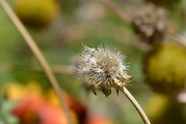 Decke Blume Samenkopf Lateinischer Name Gaillardia Hybriden — Stockfoto