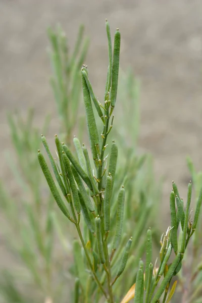 Alpine Wallflower Seed Pods Latin Name Erysimum Cheiri — стокове фото