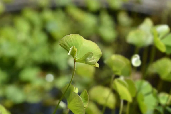 Чотири Листочки Pepperwort Латинська Назва Marsilea Quadrifolia — стокове фото