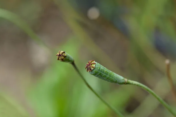 Capsule Graines Pavot Marocain Nom Latin Papaver Atlanticum — Photo