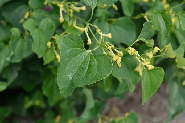 Hierba Común Nombre Latín Aristolochia Clematitis —  Fotos de Stock