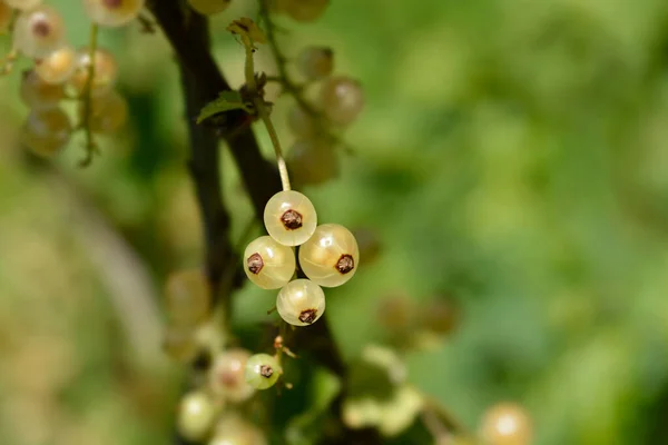 White Currant Blanka Berries Latin Name Ribes Rubrum Blanka — Stock Photo, Image