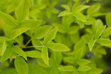 Latince adı Laburnum x watereri Vossii.