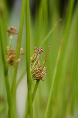 Slender Rush - Latince adı Juncus tenuis