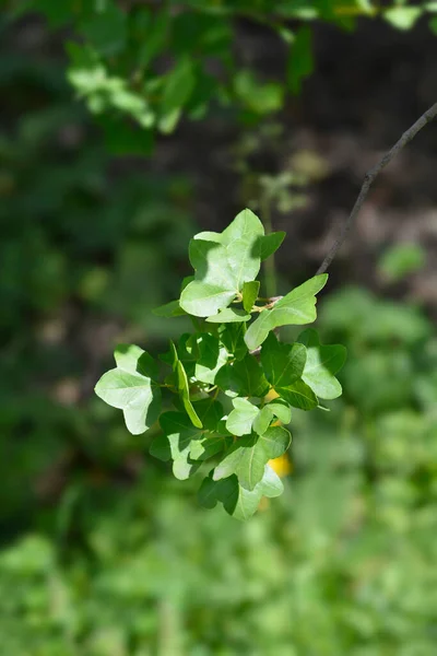 Kretenzische Esdoornbladeren Latijnse Naam Acer Sempervirens — Stockfoto