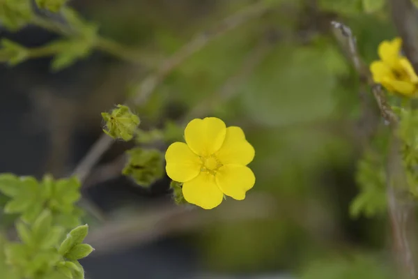 Yellow Shrubby Cinquefoil Flower Латинское Название Potentilla Fruticosa — стоковое фото