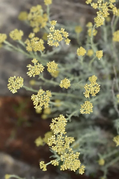 Flores Amarillas Eternas Italianas Nombre Latino Helichrysum Italicum — Foto de Stock