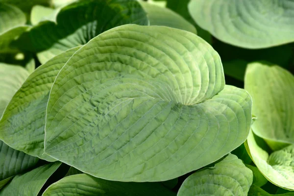 Plantain Lily Elegans Leaves Nama Latin Hosta Sieboldiana Elegans — Stok Foto