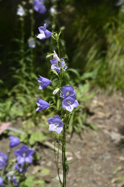 Pêssego Folhas Pêssego Nome Latino Campanula Persicifolia — Fotografia de Stock