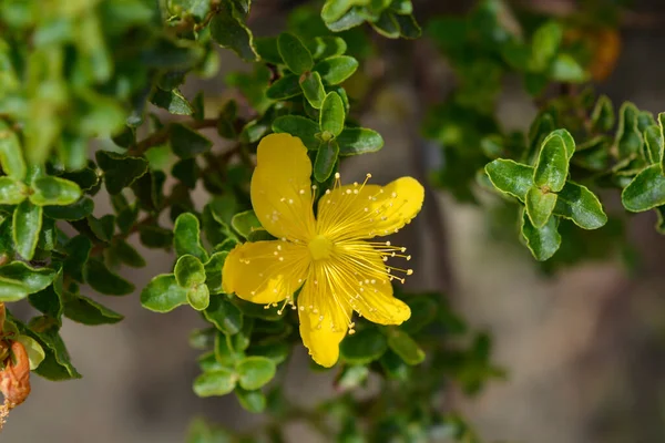 Baleary Dziurawiec Zwyczajny Nazwa Łacińska Hypericum Balearicum — Zdjęcie stockowe