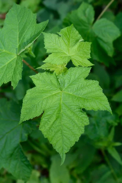 Flowering Raspberry Leaves Latin Name Rubus Odoratus — Stock Photo, Image