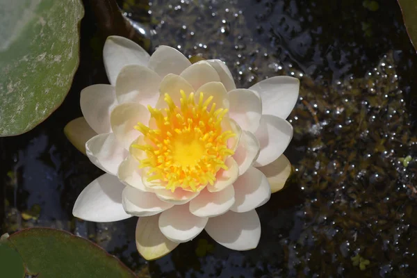 Weiße Seerose Lateinischer Name Nymphaea Alba — Stockfoto