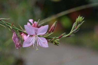 Pembe Gaura - Latince adı - Oenothera lindheimeri (Gaura lindheimeri)