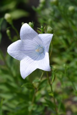 Soluk mavi balon çiçeği Latince adı Platycodon grandiflorus
