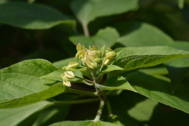 Harlequin glorybower - Latince adı - Clerodendrum trichotomum