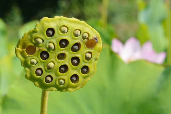 Sacred lotus seeds - Latin name - Nelumbo nucifera