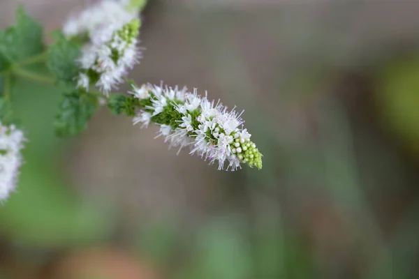 Пеппермінт Рожева Квітка Латинська Назва Mentha Piperita — стокове фото