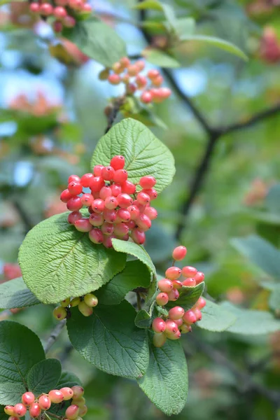 Fruto Del Árbol Caminante Nombre Latino Viburnum Lantana — Foto de Stock