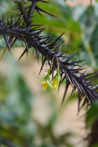 Lila Ördögsárga Virágok Latin Név Solanum Atropurpureum — Stock Fotó