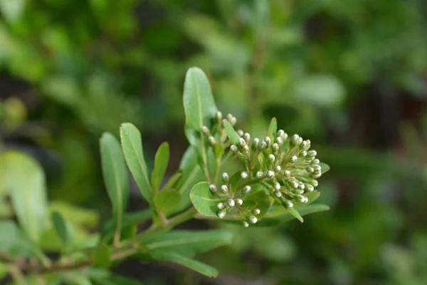 Kluven Tuggummi Box Vita Blomknoppar Latinskt Namn Escallonia Bifida — Stockfoto