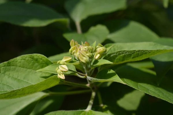 Arlequín Glorybower Nombre Latino Clerodendrum Trichotomum — Foto de Stock