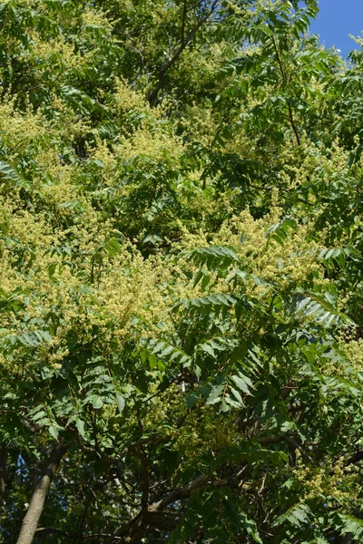 Drzewo Niebieskie Łacińska Nazwa Ailanthus Altissima — Zdjęcie stockowe