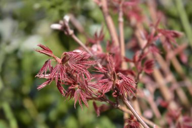 Shirazz Japon akçaağacı - Latince adı - Acer palmatum Shirazz