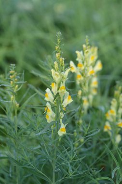 Yaygın mantar - Latince adı - Linaria vulgaris