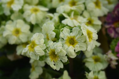 Sarı Zehirli Çuha Çiçeği - Latince adı - Primula obconica